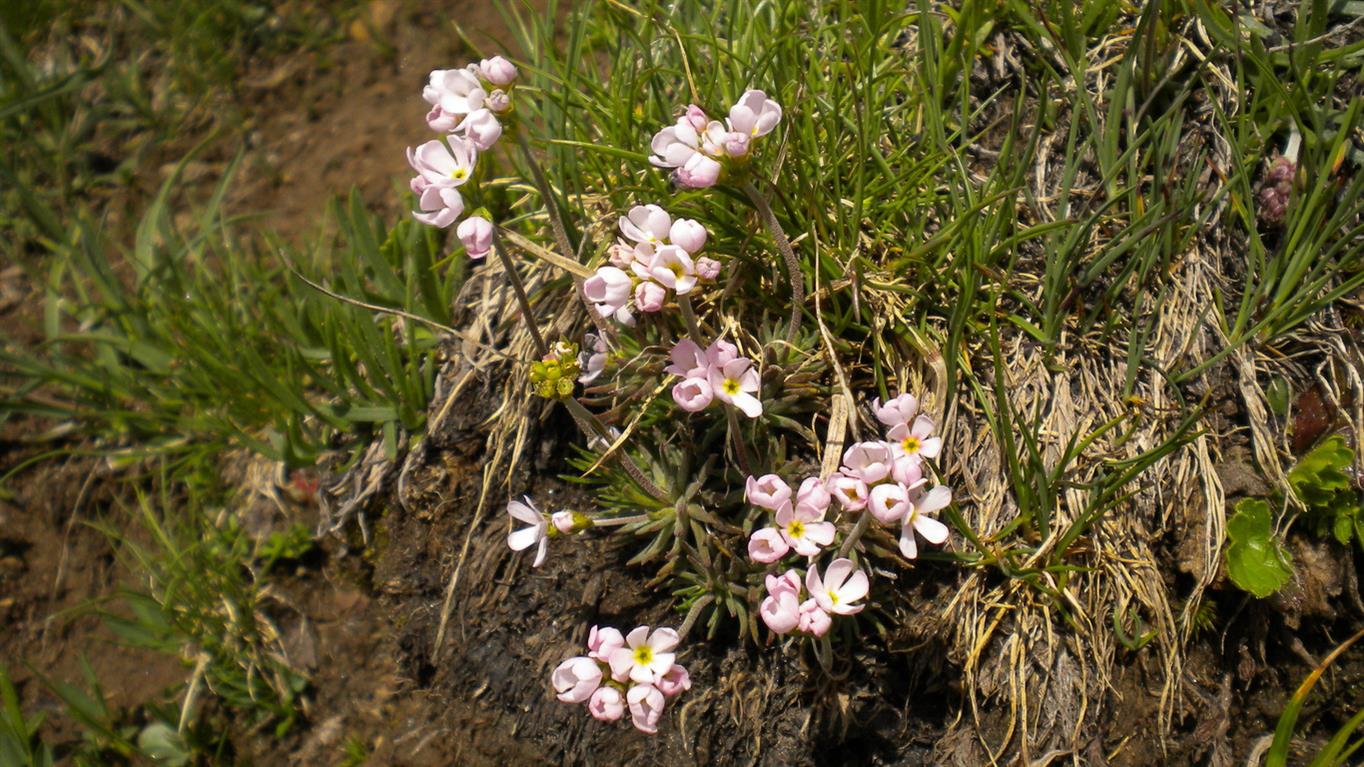 Val d''Aosta 03 - Androsace adfinis